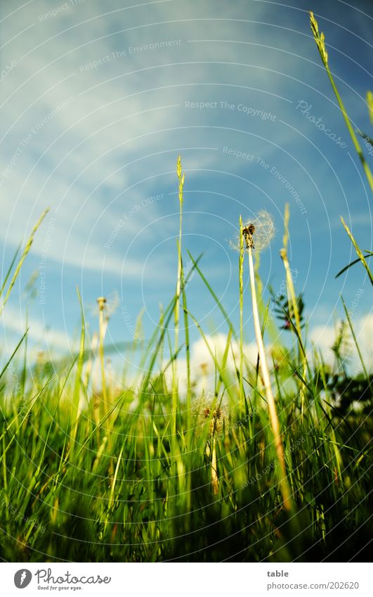 look at the grass from below. . . Environment Nature Plant Sky Spring Summer Beautiful weather Grass Blossom Foliage plant Wild plant Growth Natural Blue Green