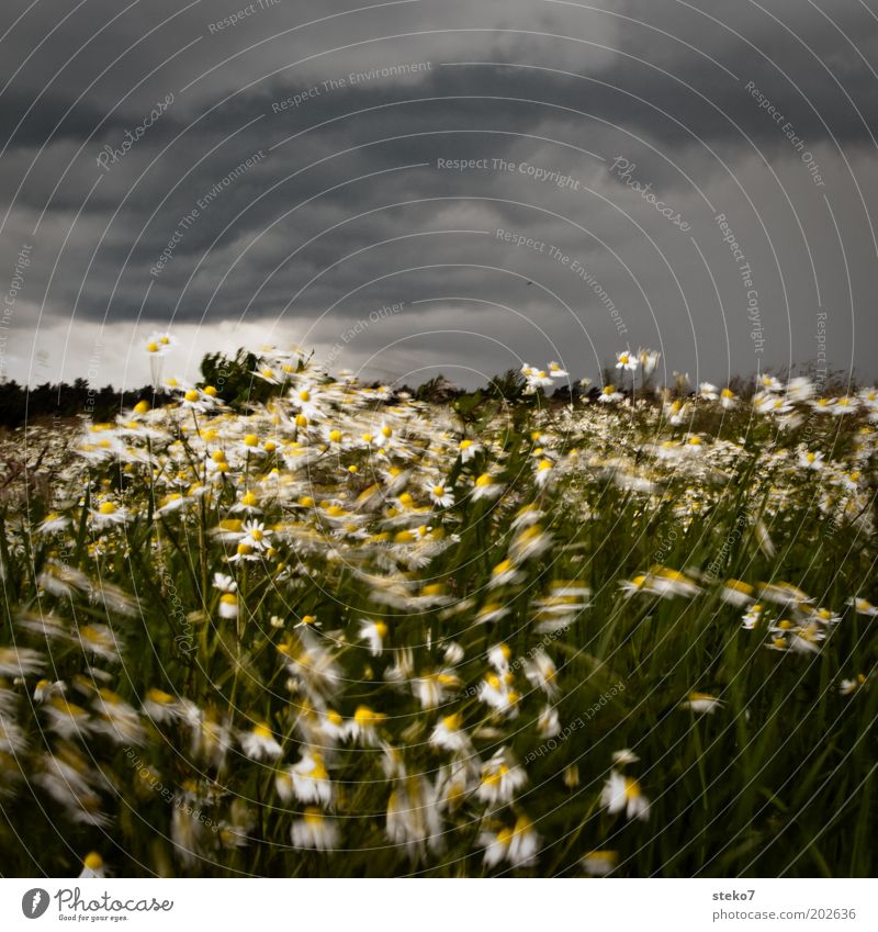 Flower storm II Landscape Plant Storm clouds Bad weather Wind Gale Grass Meadow Blossoming Dance Threat Dark Gray Green Change in the weather Camomile blossom