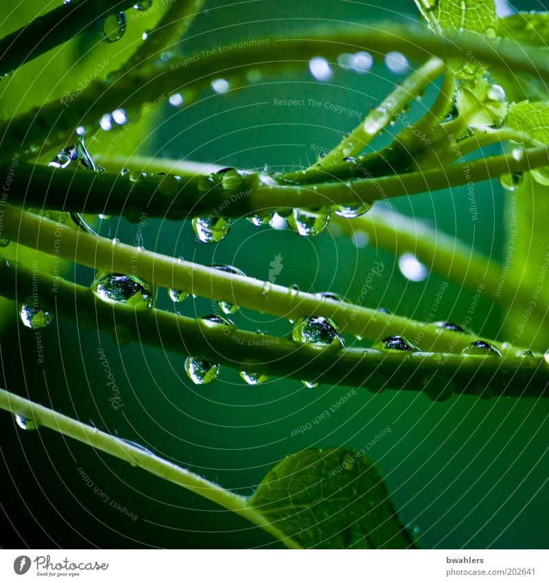 Life Green Nature Plant Water Drops of water Spring Weather Rain Bushes Foliage plant Wet Colour photo Multicoloured Exterior shot Close-up Detail