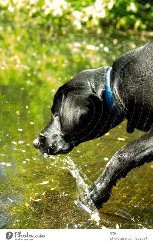 splish splash Nature Animal Water Drops of water Pet Dog Paw 1 Swimming & Bathing Playing Brash Happiness Warmth Movement Joy Inject Refrigeration Brave Romp
