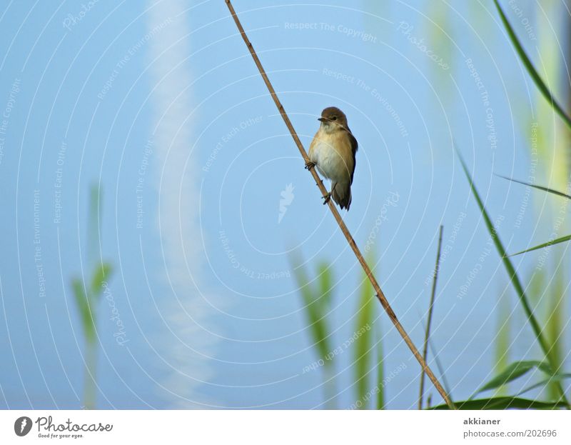 (Ice)Bird on a stick! Environment Nature Plant Animal Coast Lakeside Wild animal Sit Bright Blue Brown Green Common Reed Sparrow Colour photo Multicoloured