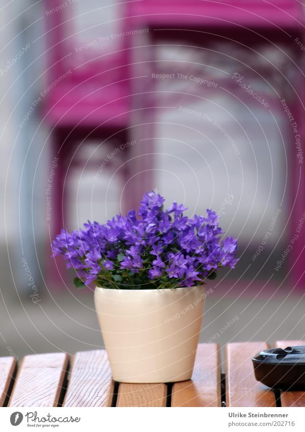 Purple flowers in front of pink garden furniture Table Restaurant Gastronomy Flower Violet Pink Beer table Bench Table decoration Flowerpot Closed Folding table