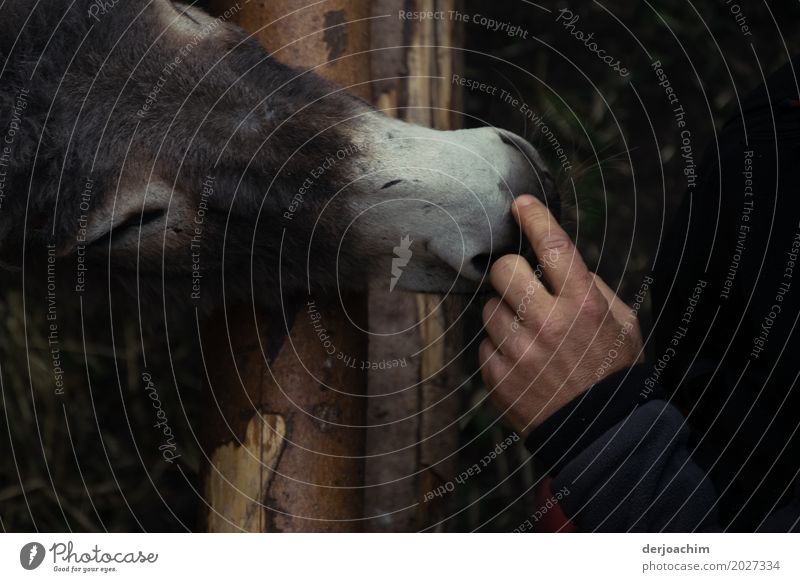 Meeting of a donkey with a human hand. The donkey sniffs at the hand that touches the donkey's mouth carefully. Joy Senses Trip Barn Masculine Hand 1