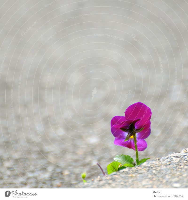 assertiveness Environment Nature Plant Flower Blossom Pansy Stone Blossoming Growth Friendliness Beautiful Small Positive Violet Emotions Moody Unwavering Hope