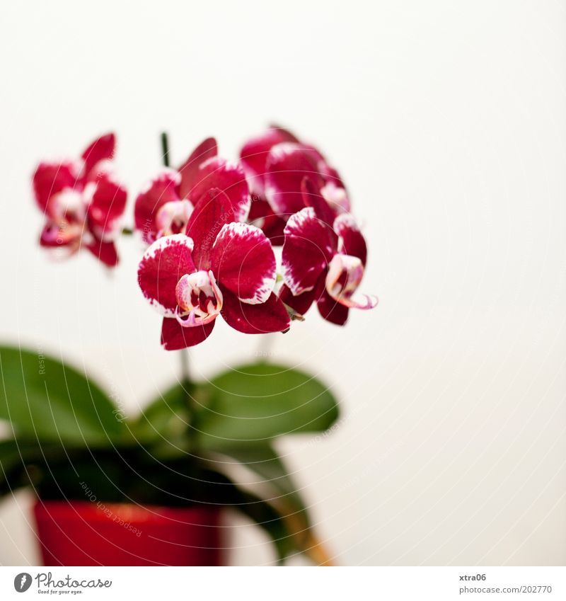 pot plant Plant Orchid Leaf Blossom Pot plant Beautiful Colour photo Interior shot Flowerpot Red Pink Copy Space right