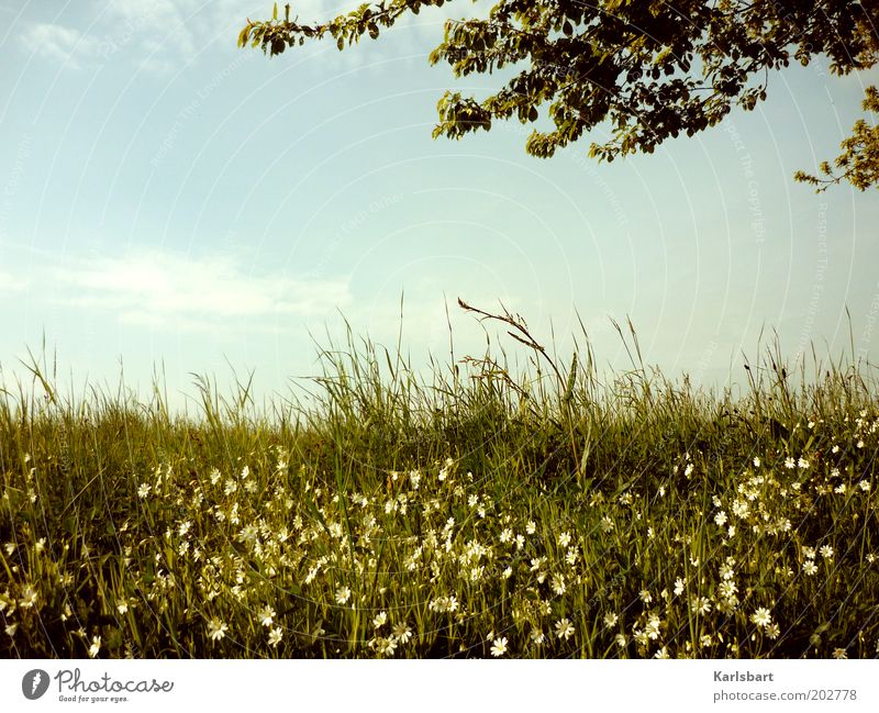 summer meadow 2.0 Harmonious Well-being Relaxation Calm Freedom Summer Environment Nature Landscape Sky Sunlight Spring Tree Grass Wild plant Meadow Field