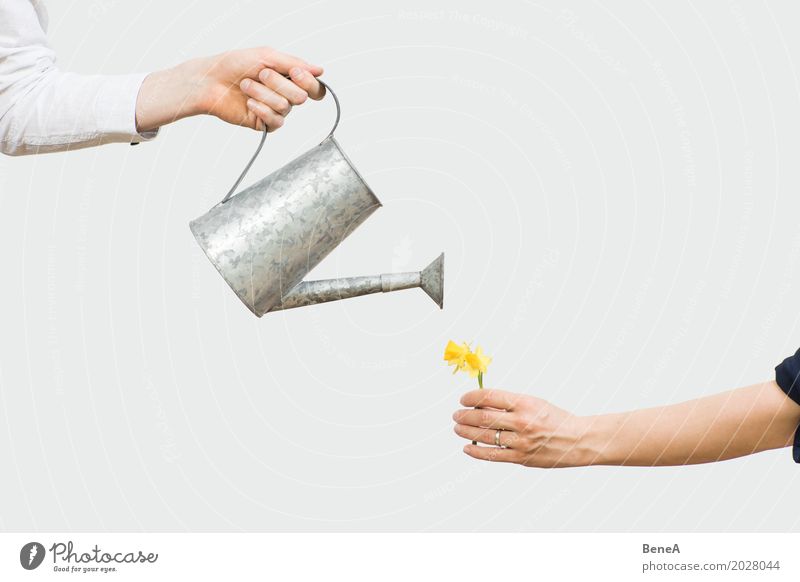 Hands holding a watering can and a flower with blossom Elegant Style Leisure and hobbies Living or residing Garden Decoration Gardening Agriculture Forestry