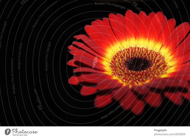 gerbera Plant Flower Blossom Gerbera Blossoming Fragrance Illuminate Esthetic Fresh Round Yellow Red Black Colour photo Interior shot Close-up Deserted