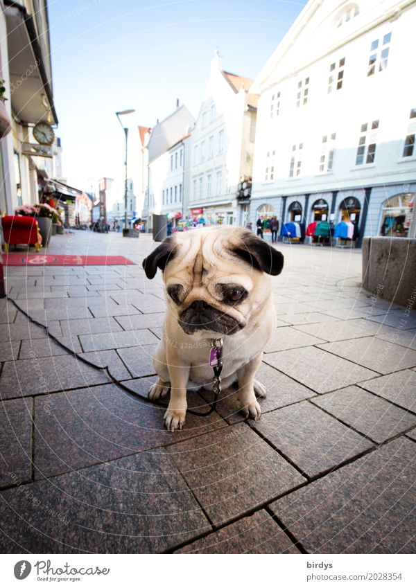 Sad Pug Lifestyle Shopping Sky Town Downtown Pedestrian precinct House (Residential Structure) Pet Dog 1 Animal Wait Authentic Cute Serene Boredom Sadness
