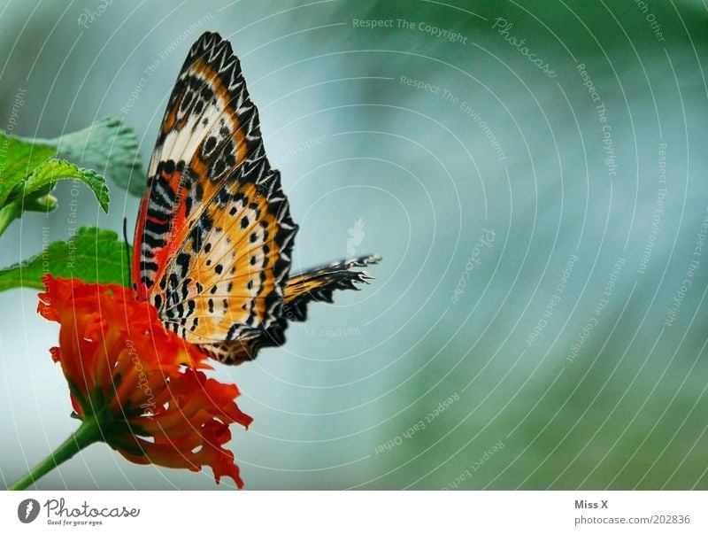 butterfly photo Leaf Animal Butterfly Wing 1 Exotic Colour photo Multicoloured Exterior shot Close-up Macro (Extreme close-up) Deserted Copy Space right