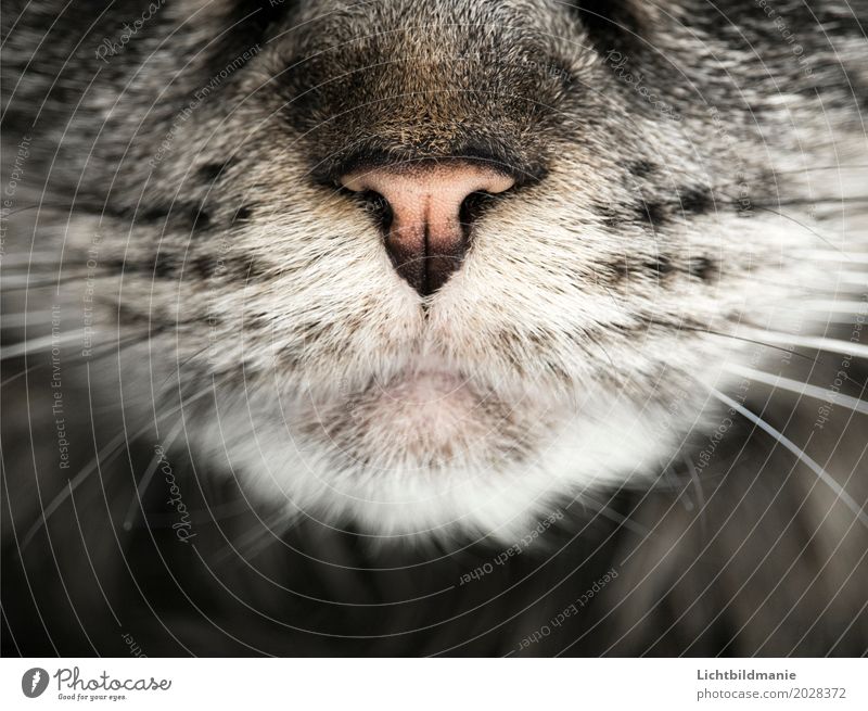 hunter Animal Pet Cat Animal face Pelt cat's mouth Snout Whisker Sense of touch Nose Tabby cat Tiger skin pattern coat structure Esthetic Gray Black White