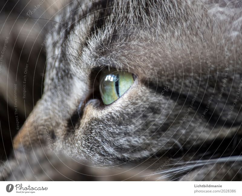 moment of rest Animal Pet Cat Animal face Pelt Cat eyes Tiger skin pattern Tabby cat Whisker Sense of touch Senses coat structure green eyes Contentment