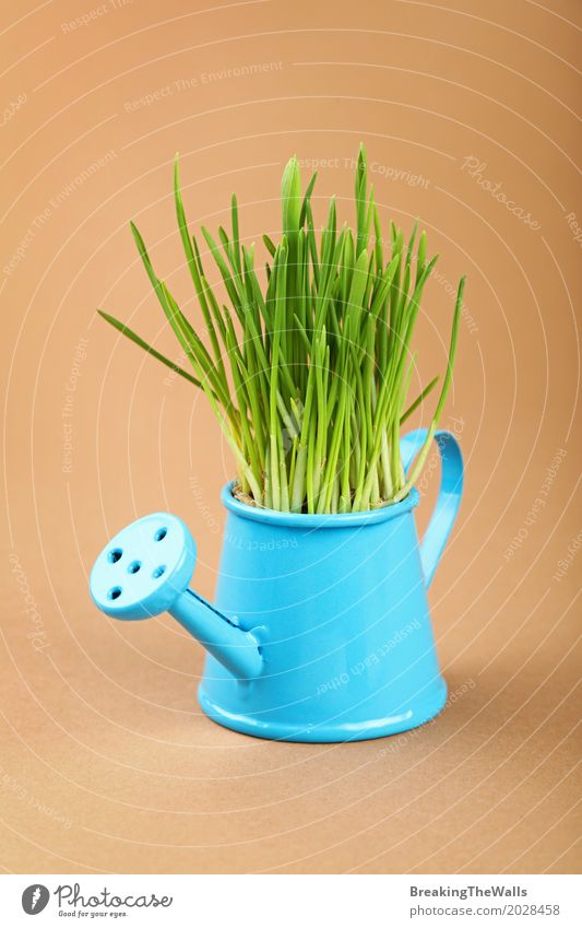 Green grass growing in blue watering pot close up Garden Nature Plant Grass Pot plant Growth Fresh Small Natural Blue Brown Idea Creativity background parchment