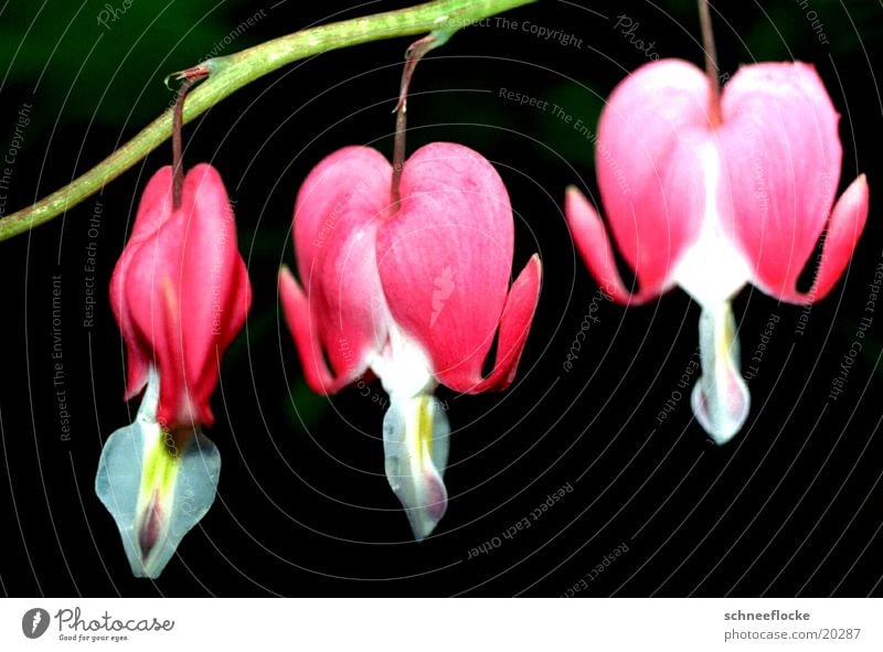 Watery Heart Bleeding heart Flower Blossom Pink maktro