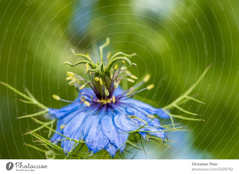 nigella damascena Life Harmonious Well-being Contentment Senses Relaxation Calm Meditation Spa Vacation & Travel Tourism Adventure Environment Nature Plant