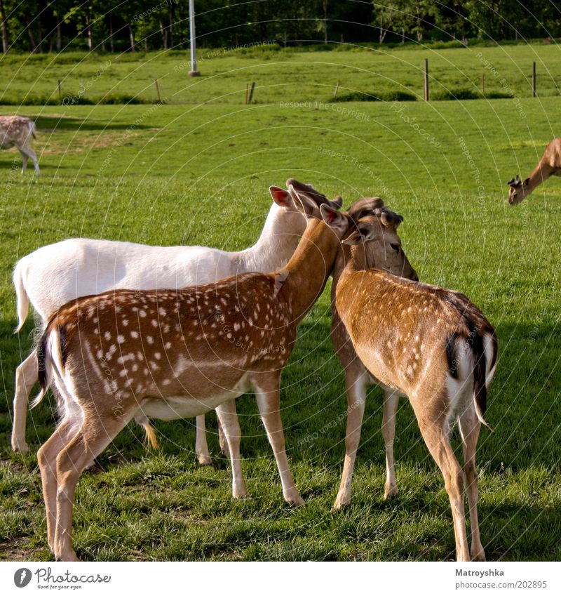 cuddly Nature Sunlight Spring Summer Field Roe deer 3 Animal Group of animals Baby animal Animal family Stand Cuddly Spring fever Safety To console Relationship