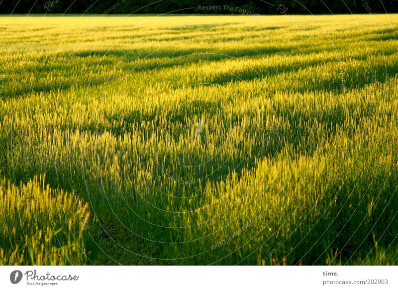 Time of maturity Field Evening sun Sun Grain Waves Edge of the forest Exterior shot Green Yellow Earthy Plant Fruit Agricultural crop Far-off places Food
