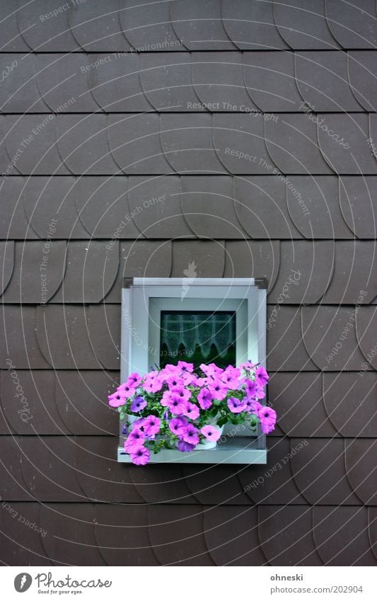 Pink Plants Flower Blossom Pot plant House (Residential Structure) Facade Window Window board shingle Petunia Colour photo Multicoloured Exterior shot