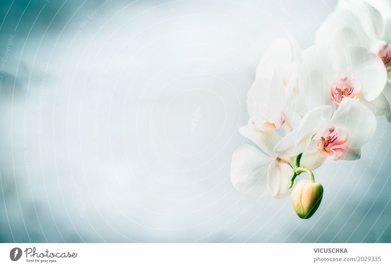 Beautiful White Orchid On Blue Background A Royalty Free Stock Photo From Photocase