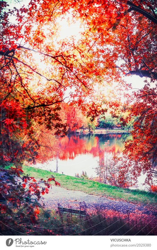 Autumn nature with lake in the park Lifestyle Design Garden Nature Landscape Plant Tree Bushes Leaf Park Yellow Germany Lake Pond Red Beautiful