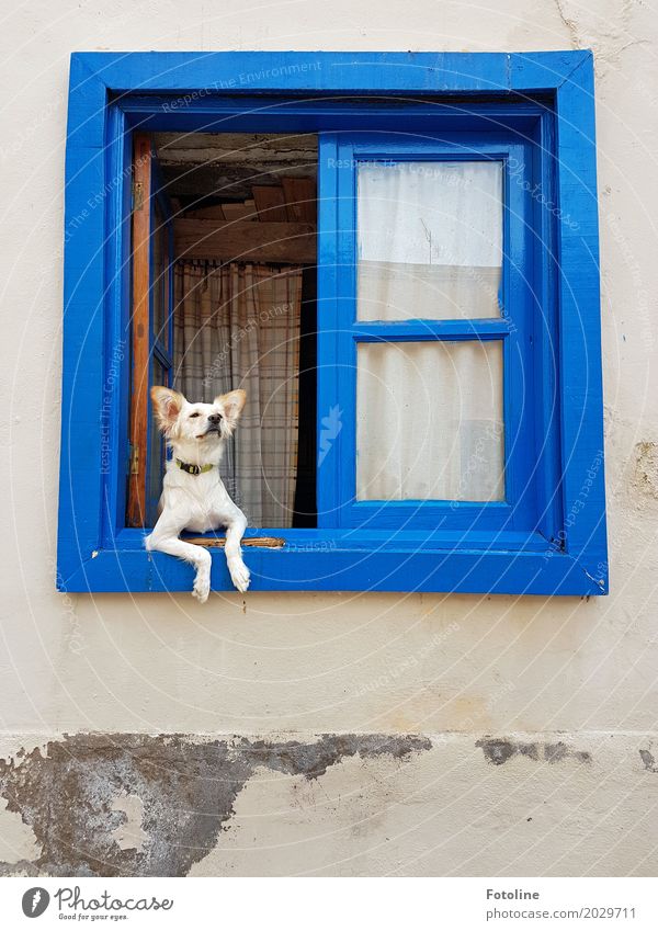 There's something in the air! House (Residential Structure) Wall (barrier) Wall (building) Facade Window Pet Dog Animal face Pelt 1 Blue Window frame