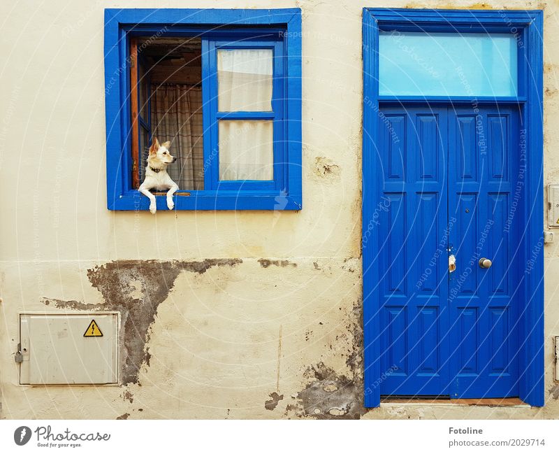 Hey, come back here! House (Residential Structure) Wall (barrier) Wall (building) Facade Window Door Animal Dog Animal face Pelt Paw 1 Blue Gray Watchdog
