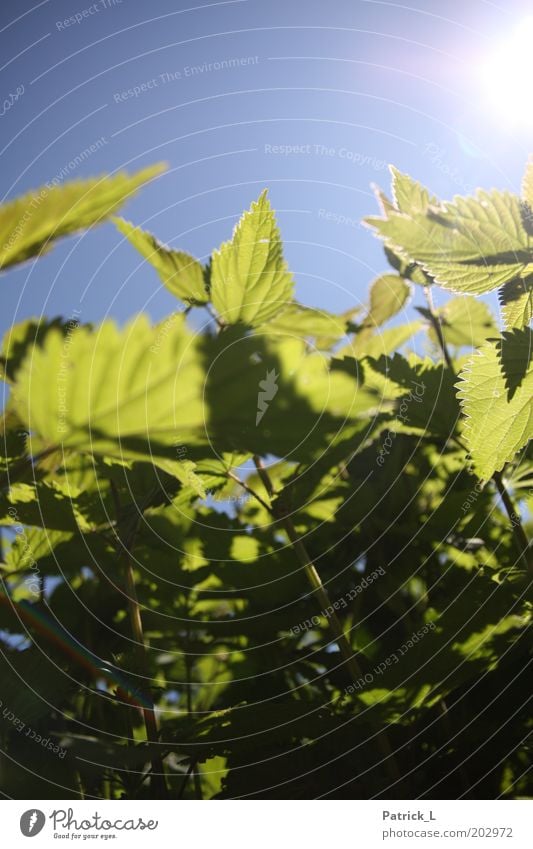 Urtica Nature Cloudless sky Sunlight Beautiful weather Plant Leaf Wild plant Stinging nettle Large Near Blue Green Muddled Shadow Light blue Silhouette