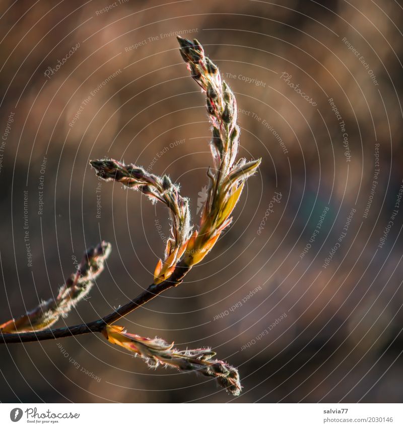 arched upwards Environment Nature Plant Spring Bushes Leaf Blossom rock pear Twigs and branches Bud Park Growth Esthetic Blue Brown Gray Spring fever Beginning