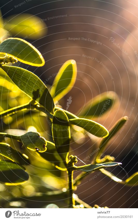 mistletoe Nature Plant Spring Beautiful weather Leaf Wild plant Mistletoe Yellow Green Health care Popular belief Structures and shapes Colour photo