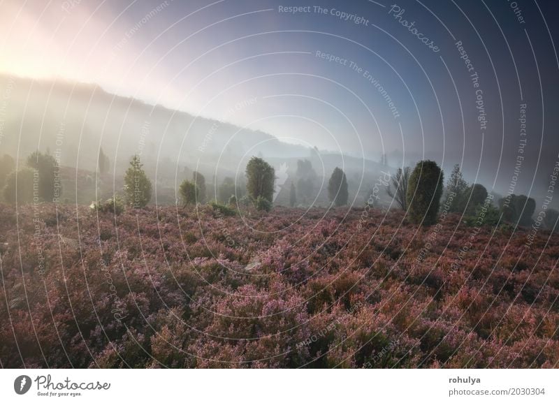 misty morning over hills with wildflowers and junipers Summer Nature Landscape Plant Sky Sunrise Sunset Sunlight Fog Flower Blossom Meadow Hill Pink Serene
