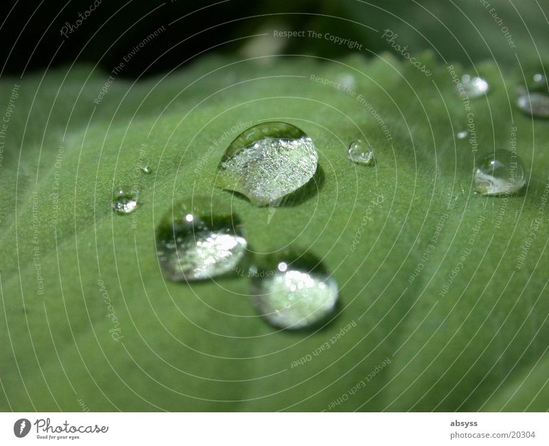 natural tears Leaf Plant Green Drops of water Nature Water Detail Close-up