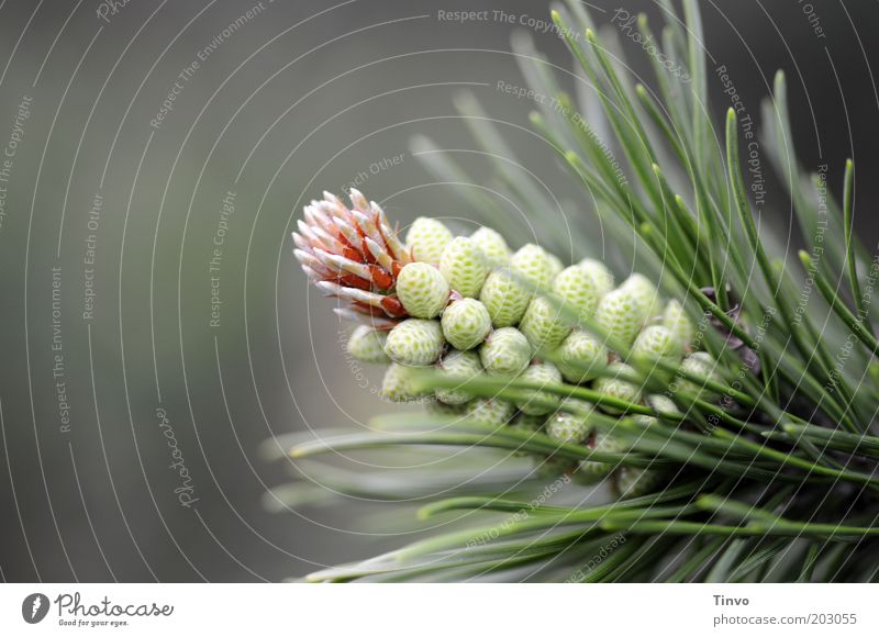 pine cone Nature Spring - a Royalty Free Stock Photo from Photocase