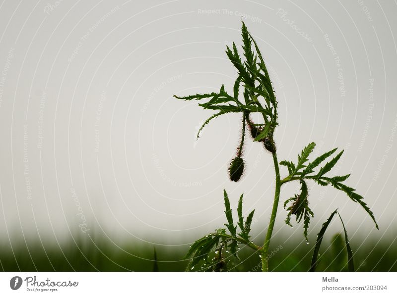 Cheer up! Environment Nature Landscape Plant Drops of water Sky Spring Summer Climate Meadow Field Sadness Growth Natural Gray Emotions Moody Grief Colour photo