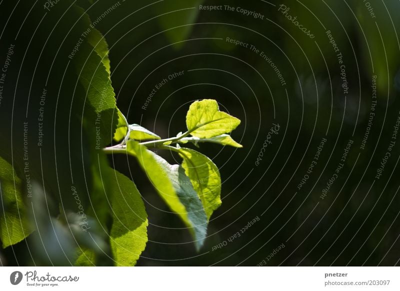 leaf green Nature Plant Sunlight Spring Summer Beautiful weather Tree Leaf Foliage plant Wild Green Spring fever Uniqueness Idyll Colour photo Exterior shot