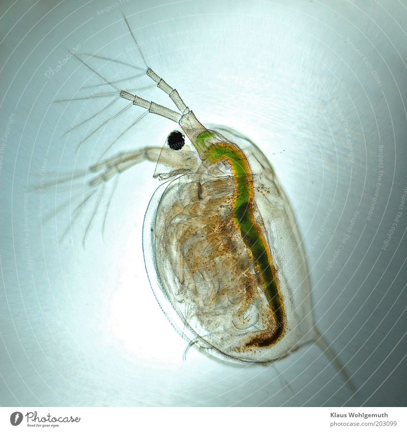 Water flea in transmitted light at approx. 25x magnification Science & Research Animal 1 Blue Yellow Green Black Intestine Transparent Photomicrograph