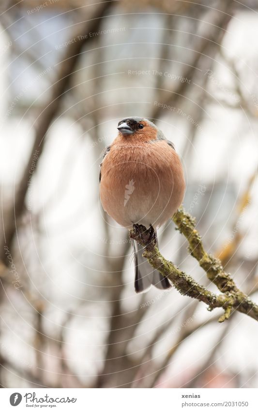 Chaffinch sits on a branch and looks at the camera Bird Branch Animal Garden Park Crouch Sit Tree Brown Red chaffinch Close-up Shallow depth of field