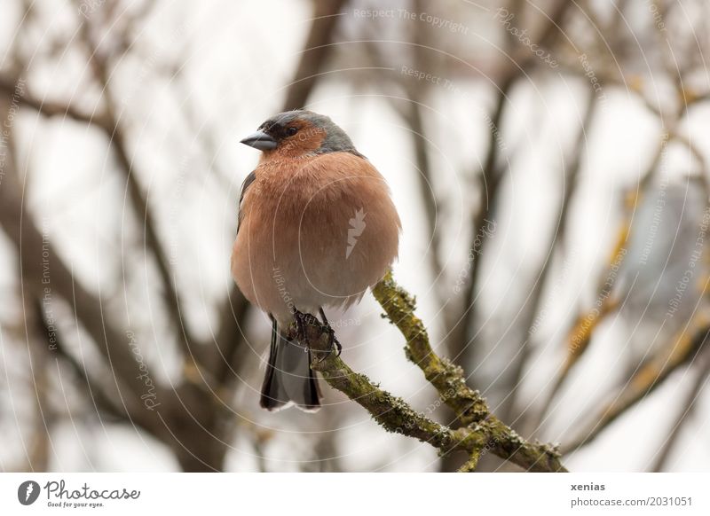 Chaffinch sitting in bare tree looking left Bird Branch Animal Spring Tree Garden Park Looking Sit Gray Orange Feather chaffinch Close-up Full-length squats