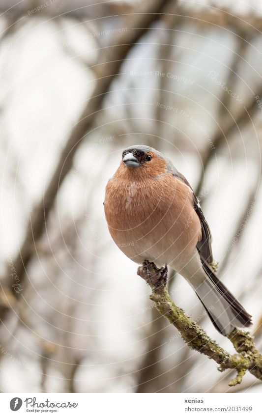 Chaffinch sitting on a branch Tree Branch Bird Animal Crouch Looking Sit Orange Red Black White Calm Feather Button eyes Shallow depth of field Animal portrait