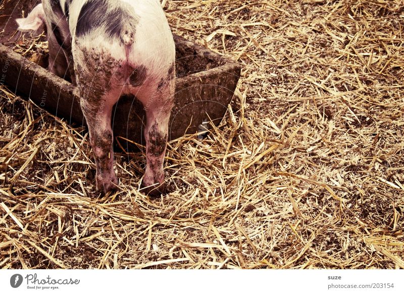 pig stuff Nutrition Organic produce Village Pet To feed Pink Love of animals Swine Piglet Speckled Straw Barn Animalistic Pigsty Mammal Colour photo