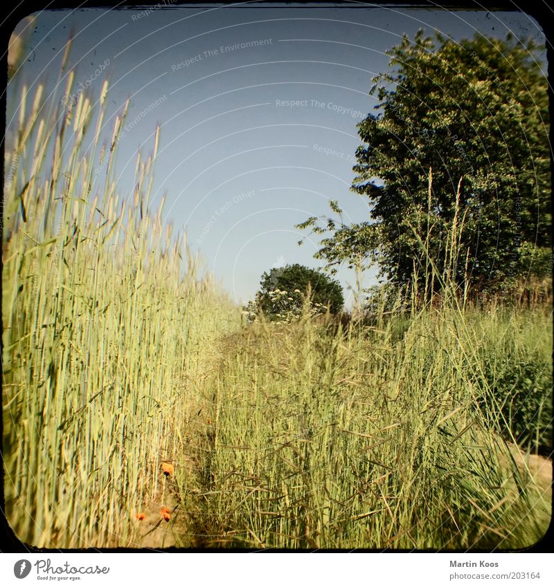 summer day Nature Landscape Cloudless sky Tree Meadow Field Hot Dry Lanes & trails Camera tossing Warmth Vacation & Travel Colour photo Experimental Deserted
