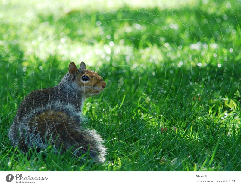 Squirrel at St. James Park Garden Grass Meadow Animal Wild animal 1 Baby animal Cuddly Curiosity Zoo Timidity Smooth Colour photo Exterior shot Close-up