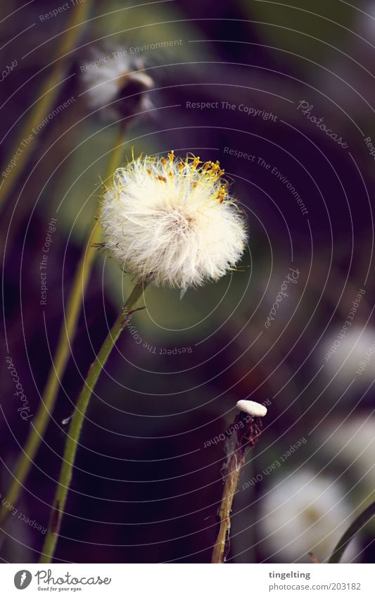fuzzy flower Nature Plant Blossom Wild plant Blossoming Faded Cuddly Long Near Natural Soft Brown Yellow Green White Dandelion Stalk Colour photo Subdued colour