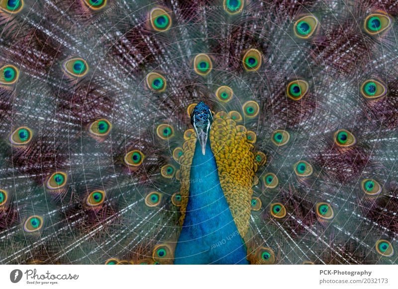 peacock Animal Wild animal Bird Zoo 1 Blue Yellow Gold Green Turquoise Peacock Peacock feather Game park peacock butterfly Farm Colour photo Exterior shot