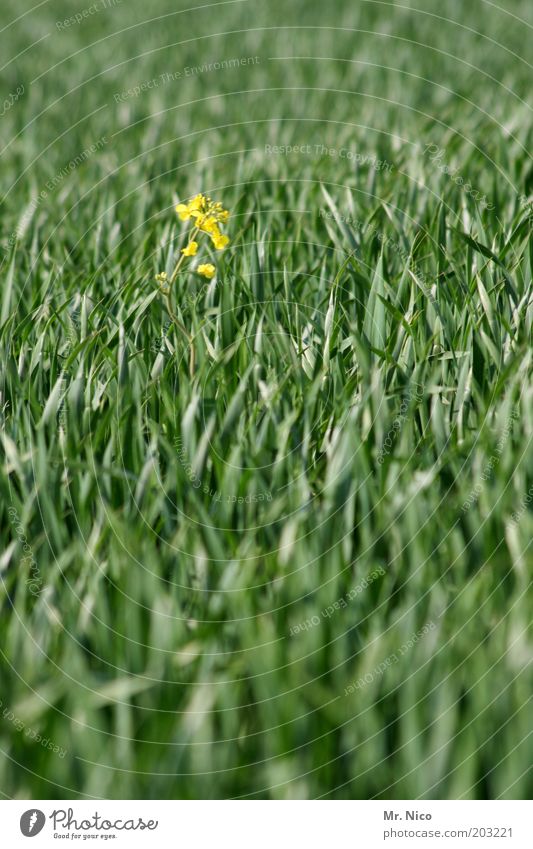 lone fighters Environment Nature Spring Summer Plant Agricultural crop Field Yellow Green Spring fever Growth Wheat Wheatfield Canola Grain Sweet grass Deserted