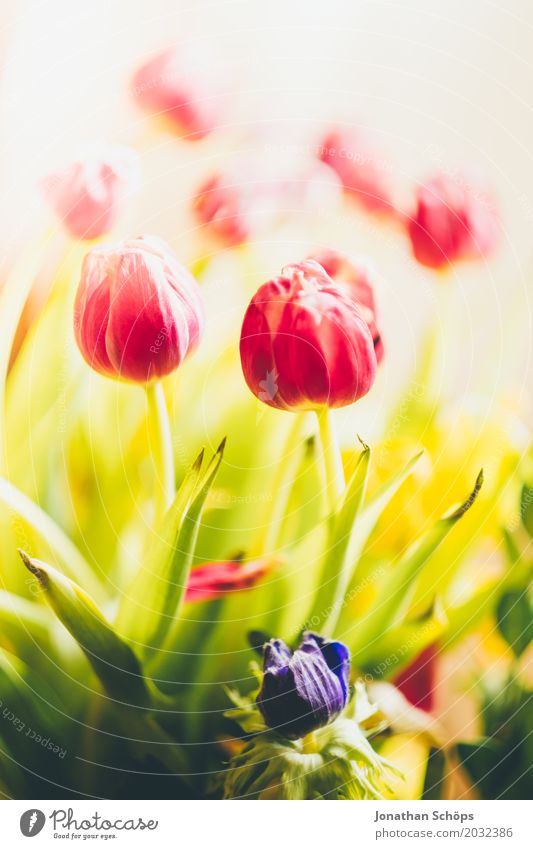 Tulip bouquet I Summer Garden Spring Flower Leaf Blossom Meadow Bouquet Love Growth Green Violet Pink Red Gift Thuringia Bright background Blossoming