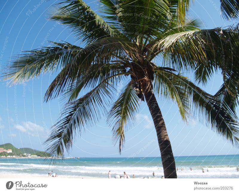 Sanya PalmBeach Human being Group Summer Beautiful weather Warmth Island Hainan Swimming & Bathing Relaxation Lie Dream Exotic Hot Blue Joie de vivre (Vitality)