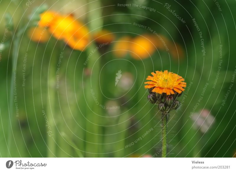 hawkweed Nature Plant Flower Blossom Wild plant Fresh Woolly hawkweed Orange Colour photo Meadow Blossoming Deserted