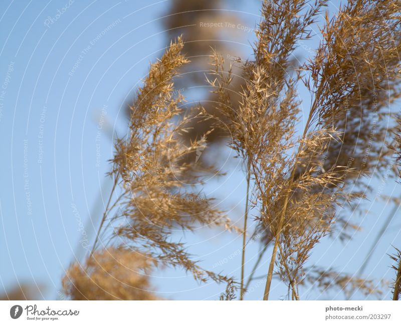 from the winds to the.... Summer Beach Nature Sky Beautiful weather Plant Grass Coast Movement Faded Thin Bright Point Dry Warmth Soft Blue Brown Yellow