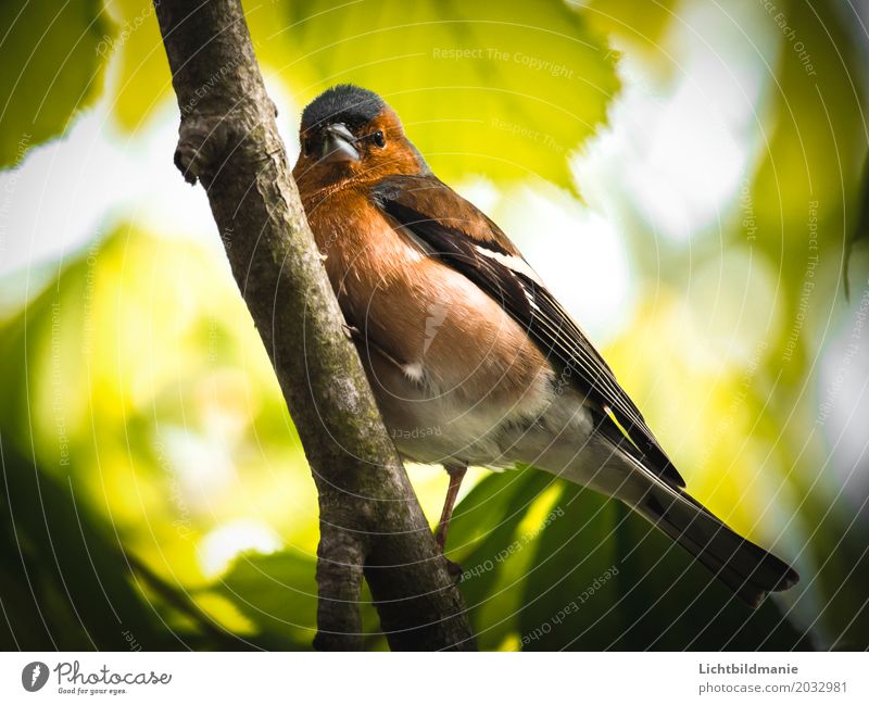 Mr Bunting Trip Freedom Garden Environment Nature Plant Animal Tree Leaf Beech tree Beech wood Beech leaf Forest Wild animal Bird Wing Claw Chaffinch Finch