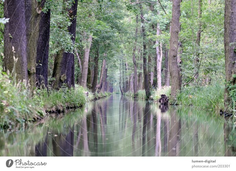 Spreewald Calm Nature Forest River bank Idyll Environment Nature reserve Dream world Reflection Mirror image Lubbenau Colour photo Exterior shot Deserted Tree